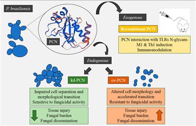 Virulence Vs. Immunomodulation: Roles of the Paracoccin Chitinase and Carbohydrate-Binding Sites in Paracoccidioides brasiliensis Infection